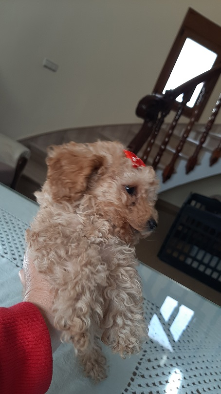 Molina Guarder&iacute;a Canina ANIMALES DE COMPAÑIA: CRIA Y RESIDENCIAS