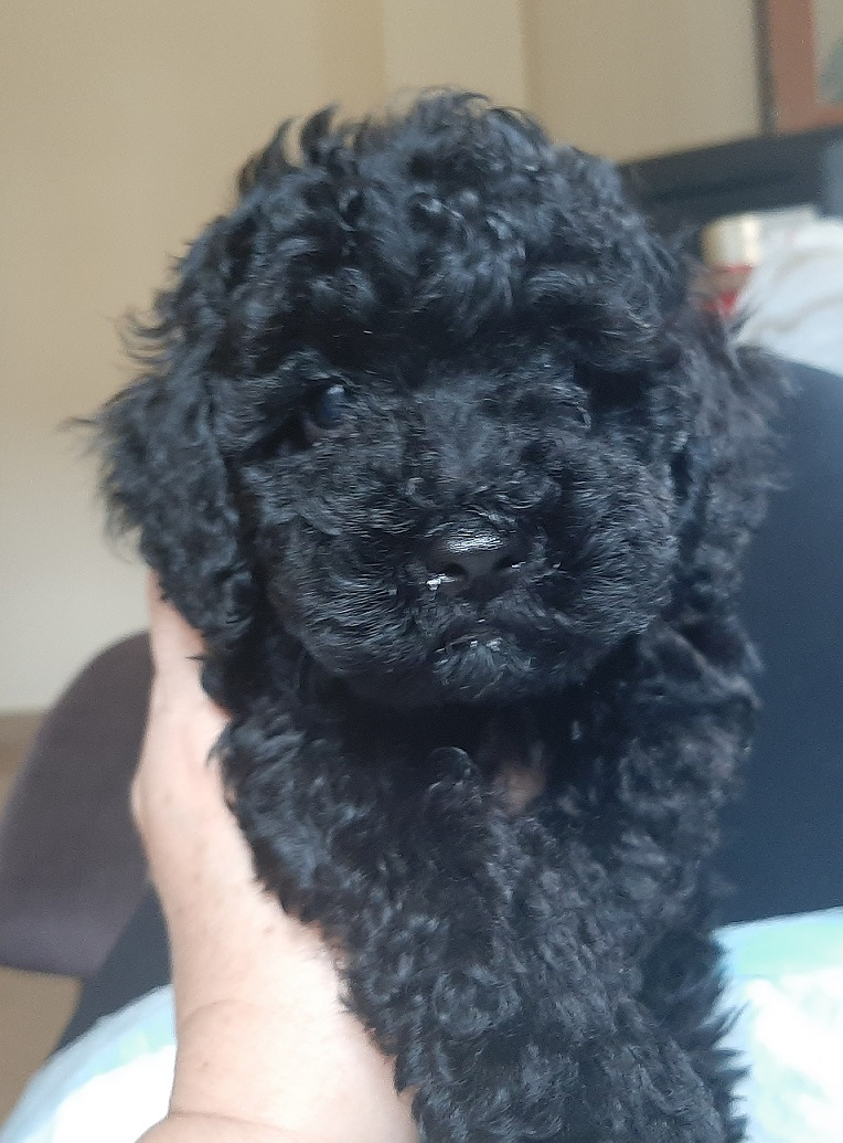 Molina Guarder&iacute;a Canina 2