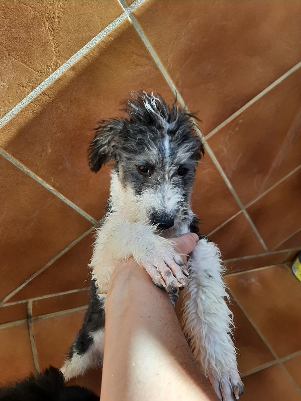 Molina Guarder&iacute;a Canina Padul