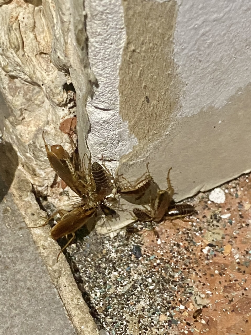 Apicontrol Lliçà d'Amunt