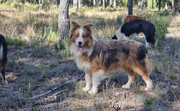 Los Baganes Border Collie 5