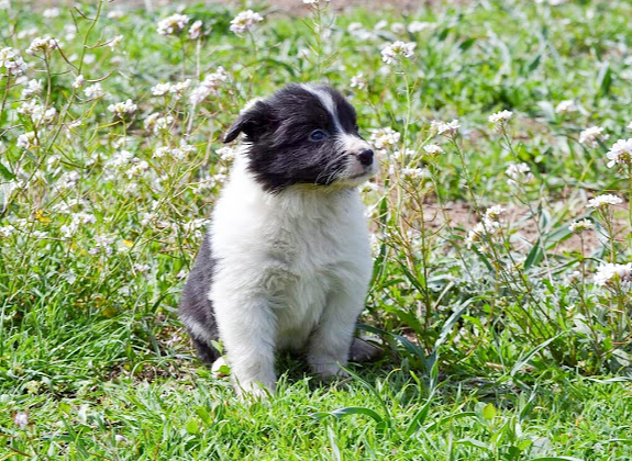 Los Baganes Border Collie CRIADEROS CANINOS