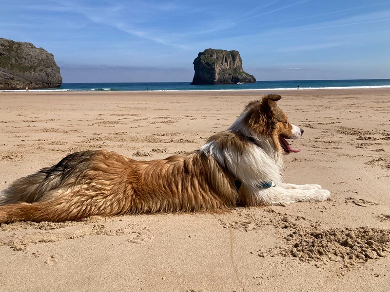 Los Baganes Border Collie 12
