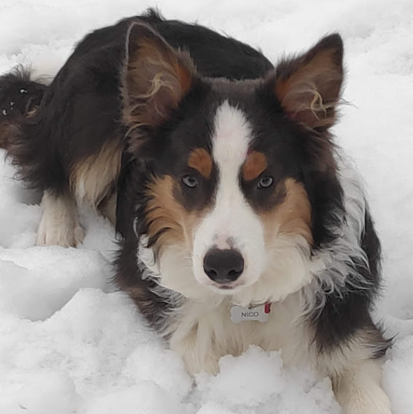 Los Baganes Border Collie 8