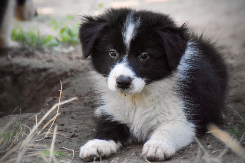 Los Baganes Border Collie 9