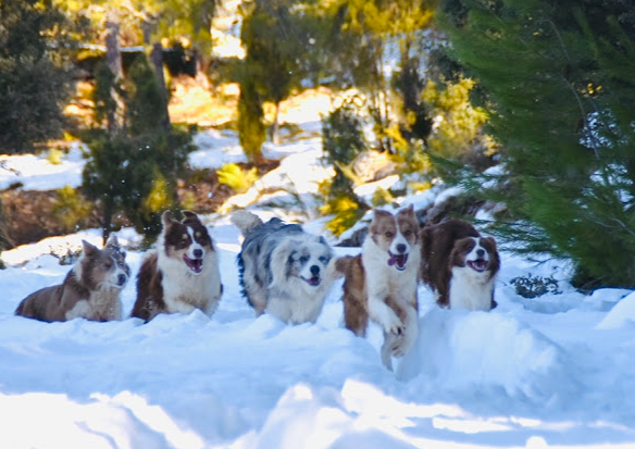 Los Baganes Border Collie 3