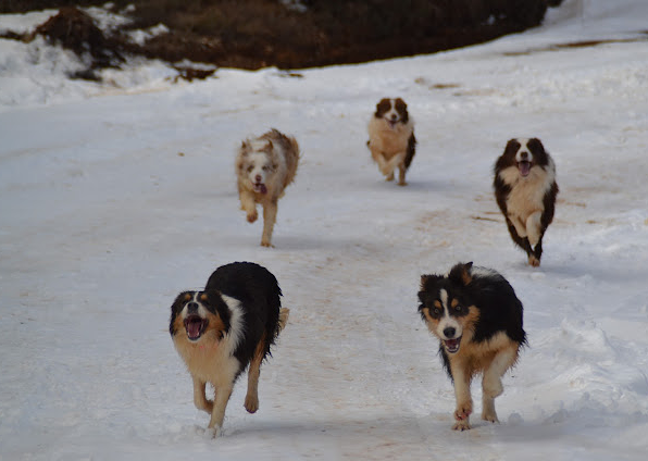 Los Baganes Border Collie Montanejos