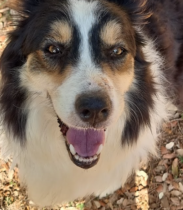 Los Baganes Border Collie 6