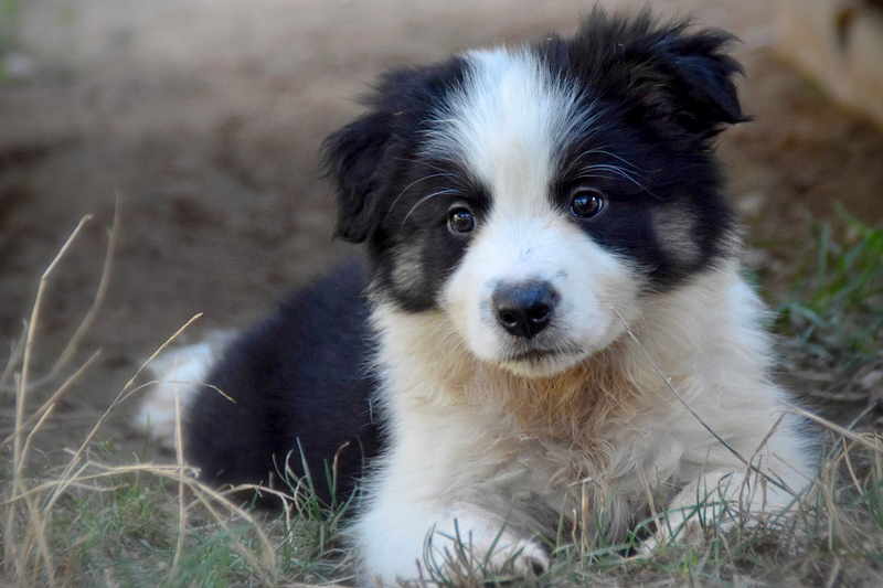 Los Baganes Border Collie 10