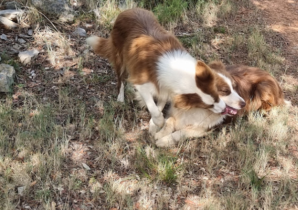 Los Baganes Border Collie 4