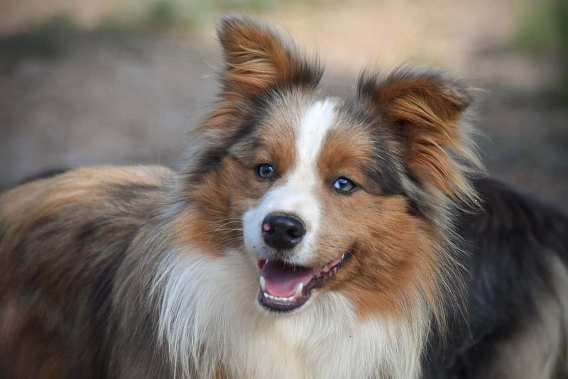 Los Baganes Border Collie 11