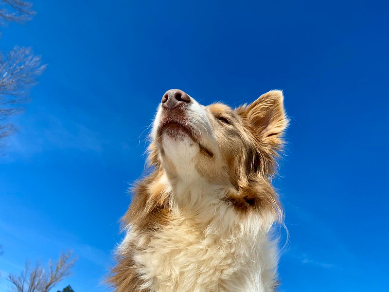 Los Baganes Border Collie 13