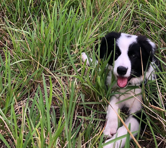 Los Baganes Border Collie 2