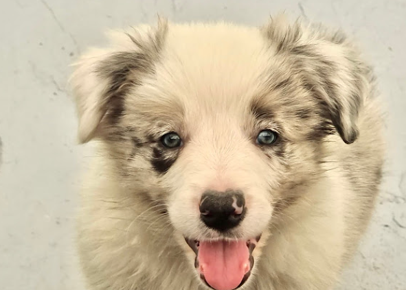 Los Baganes Border Collie 7