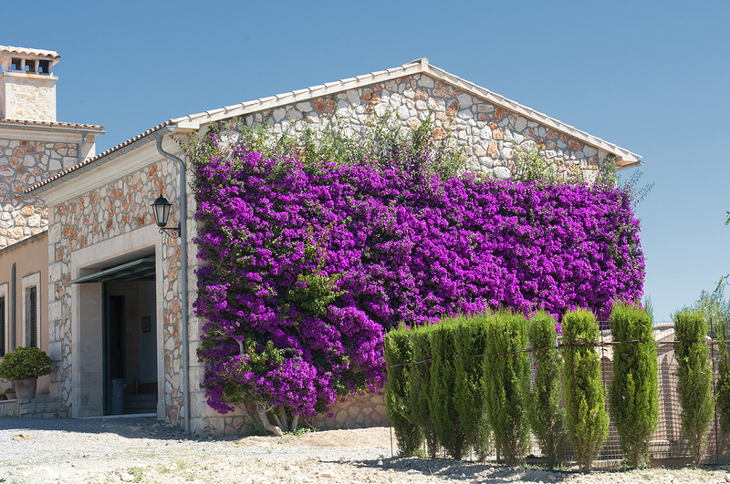 Can Corem de Son Moix 8