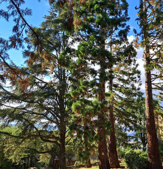 Jardines De Campo 5