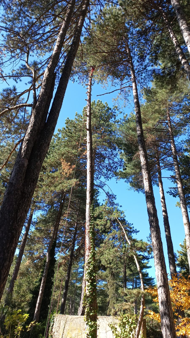 Podas El Yelmo Soto del Real