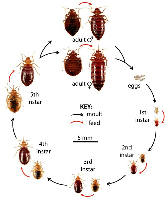 Orum Control De Plagas DESINFECCION, DESRATIZACION Y DESINSECTACION