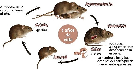 Orum Control De Plagas 5