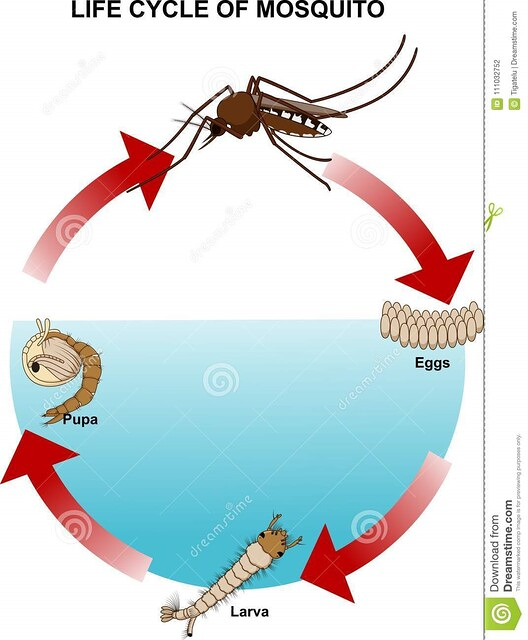 Orum Control De Plagas 3