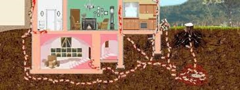 Orum Control De Plagas 8