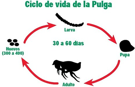Orum Control De Plagas Telde