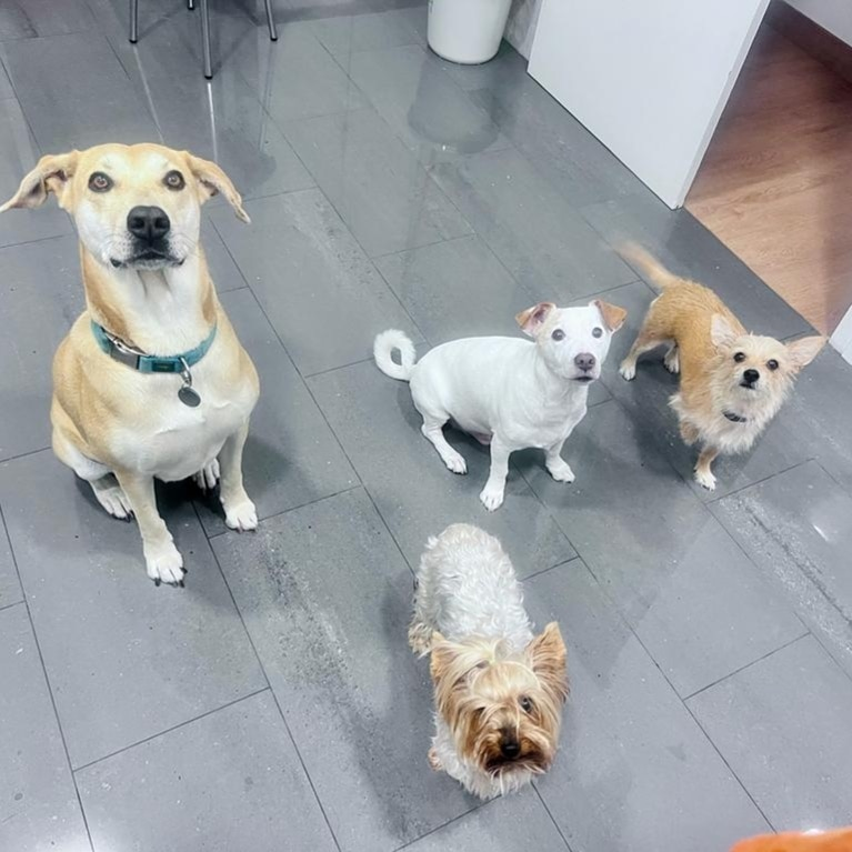 PaseoYouPerro ANIMALES DE COMPAÑIA: SERVICIOS DE TRANSPORTE Y PASEO