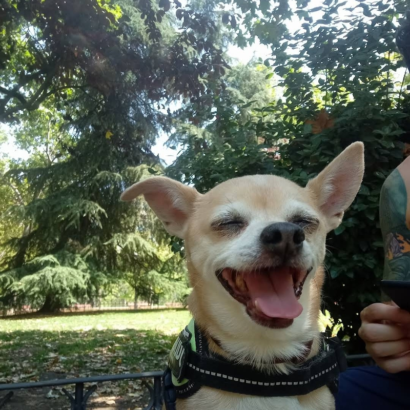 PaseoYouPerro Madrid