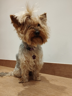 Galería de imágenes