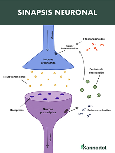 Kannodol - Cannabidiol 5
