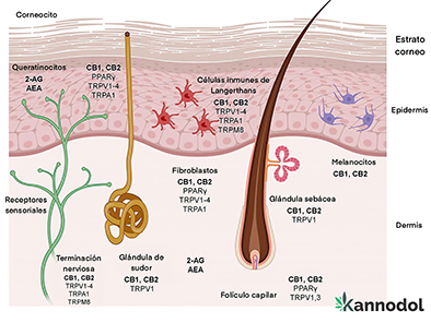 Kannodol - Cannabidiol 4