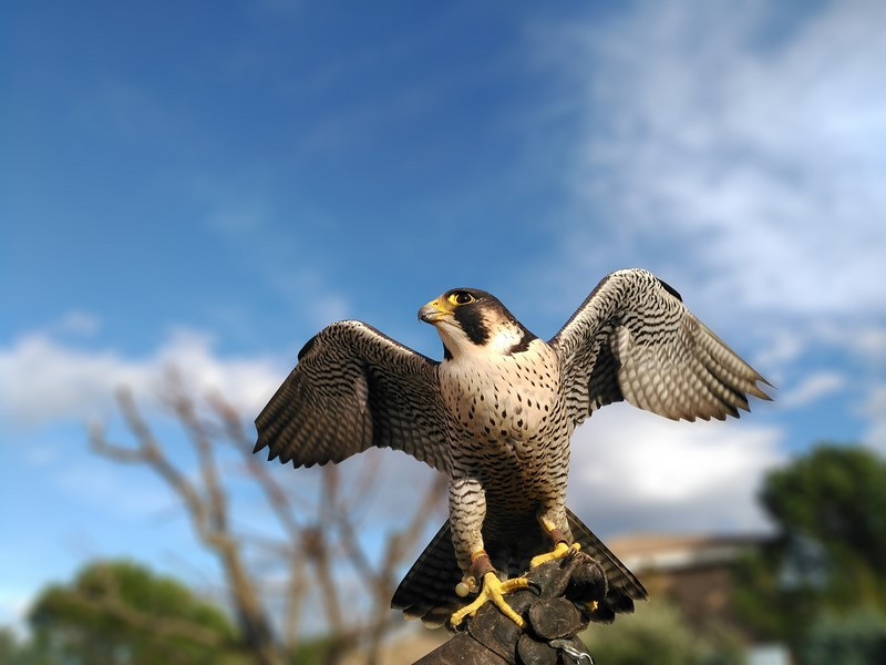 Control Peregrinus 6