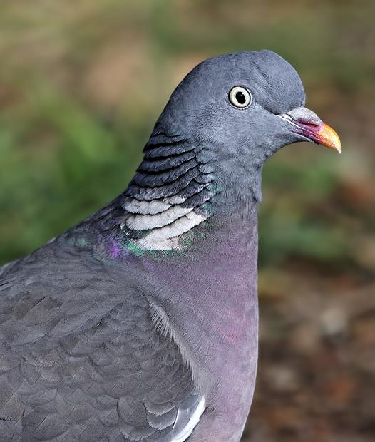 Control Peregrinus 2