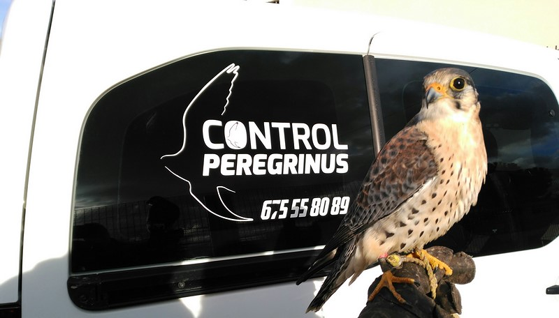 Control Peregrinus 5