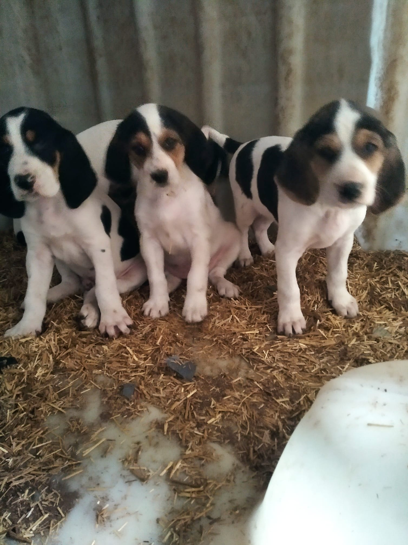 N&uacute;cleo Zool&oacute;gico Canino Pasyaper 12