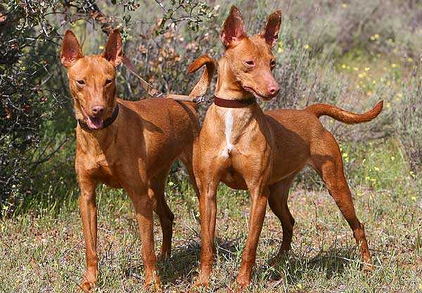 N&uacute;cleo Zool&oacute;gico Canino Pasyaper 7
