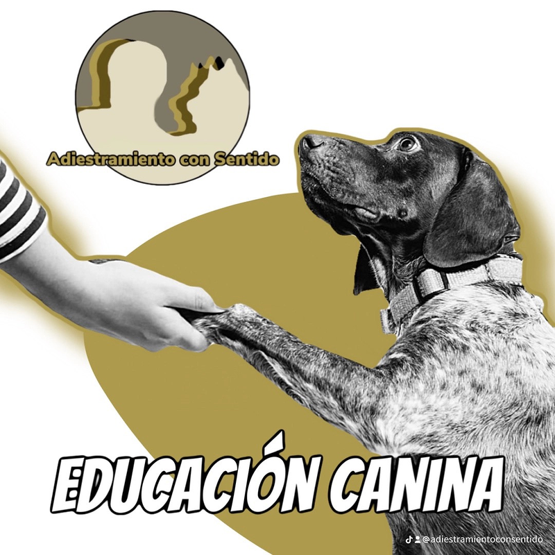 ADIESTRAMIENTO con SENTIDO Madrid