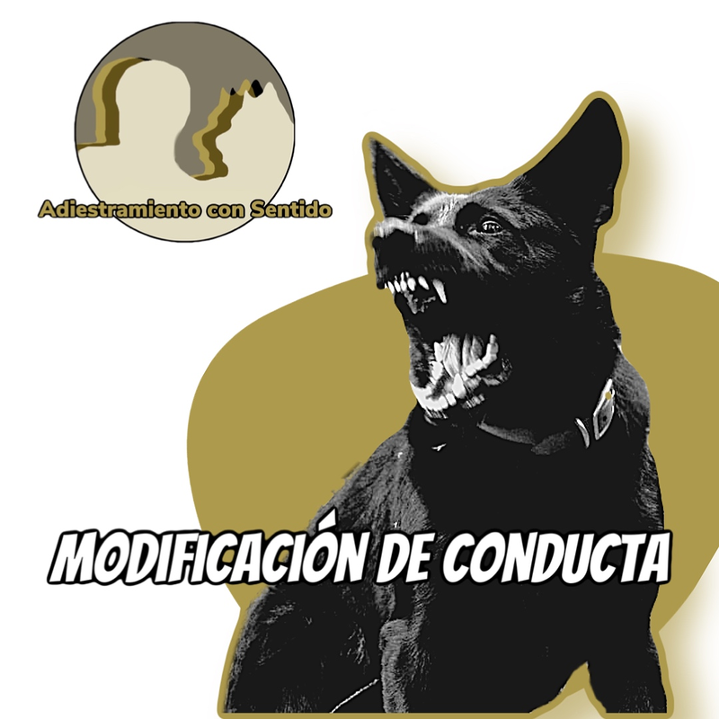 ADIESTRAMIENTO con SENTIDO 2