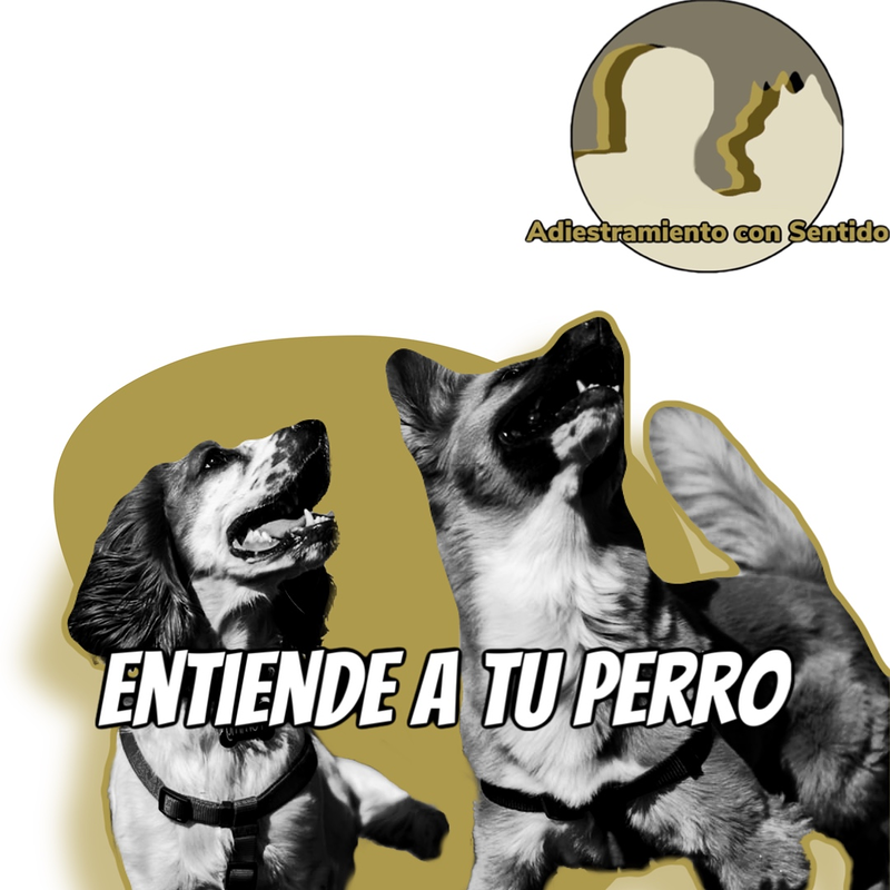 ADIESTRAMIENTO con SENTIDO 4