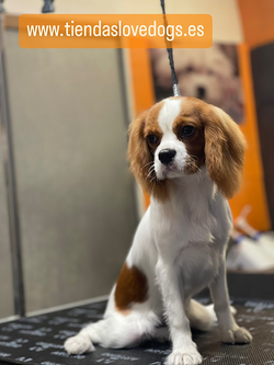 Galería de imágenes