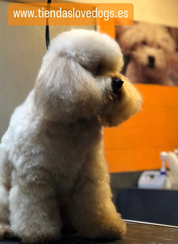 Galería de imágenes