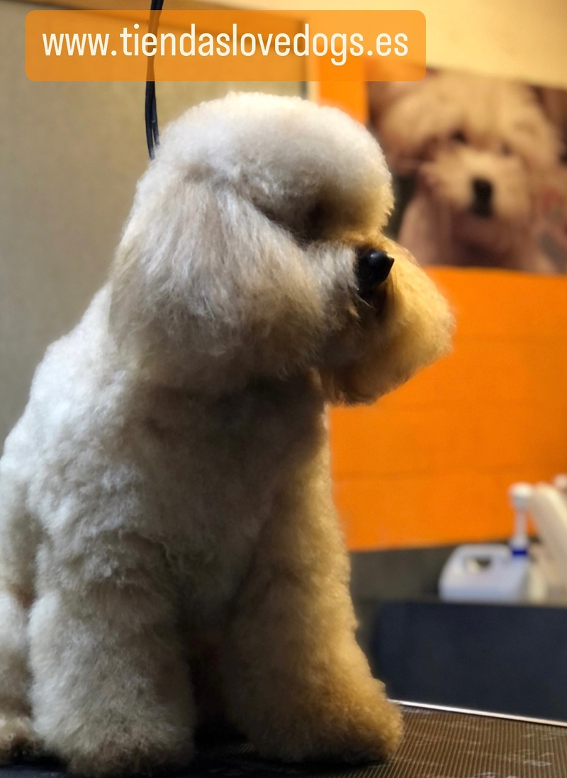 Lovedogs ANIMALES DE COMPAÑIA Y ACCESORIOS: ESTABLECIMIENTOS