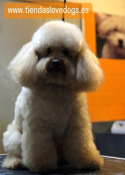 Galería de imágenes