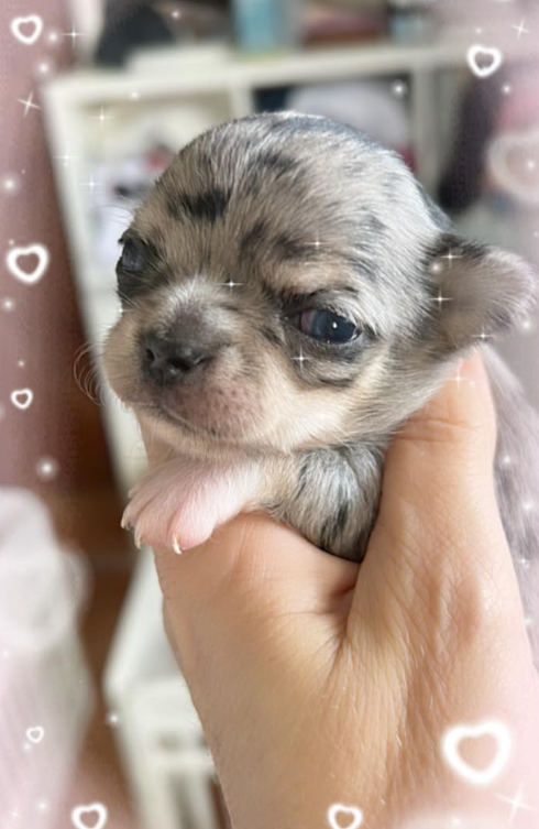 Galería de imágenes