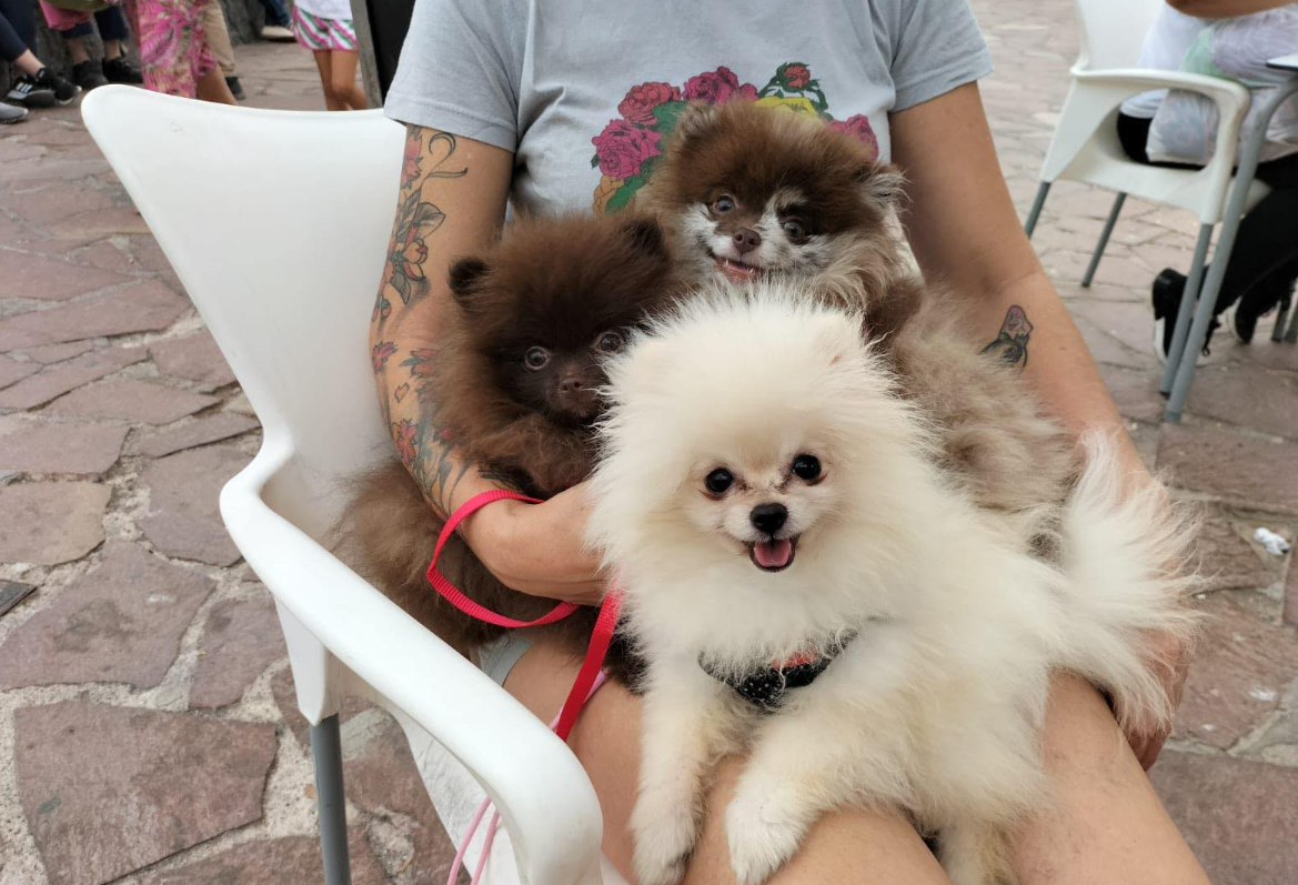 Imagen de Nanos de Zerpa