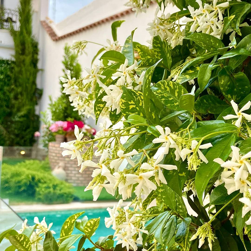 El Patio de los Jazmines 5