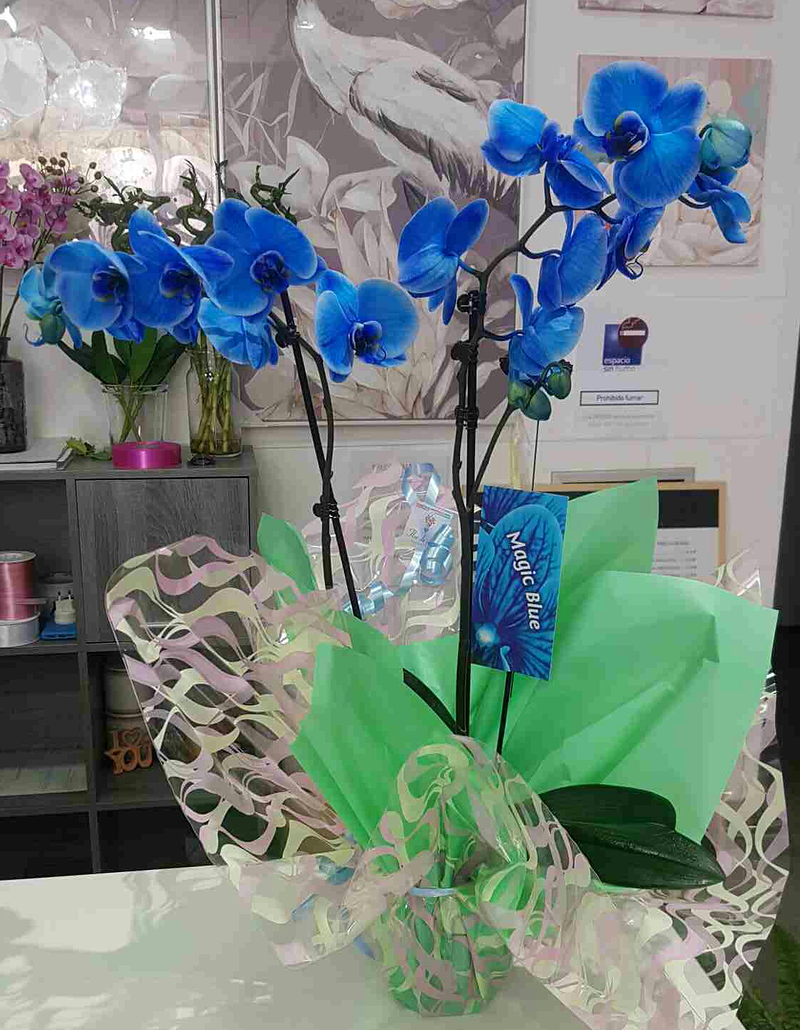 Flor De Loto Florister&iacute;a 3