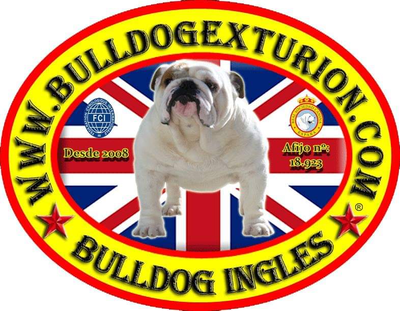 Bulldog Exturion-Criadero de Bulldog Inglés