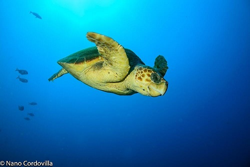 Sa Caleta Tenerife Dive Center 13