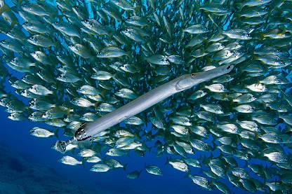 Sa Caleta Tenerife Dive Center 4
